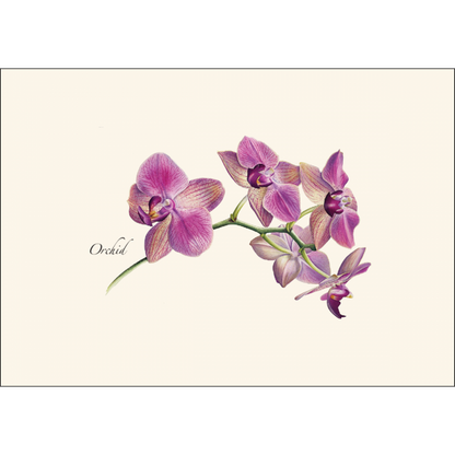 Orchid Notecards