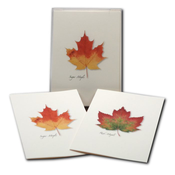 Maple Leaf Notecards