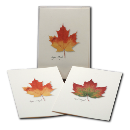 Maple Leaf Notecards